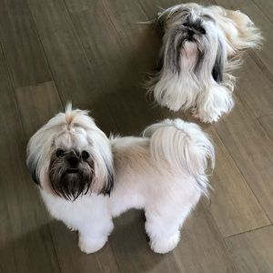 Meet your Posher, Patti